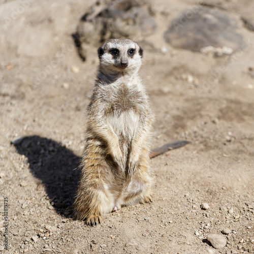an alert meerkat sits in the sand and keeps watch for fear of birds of prey