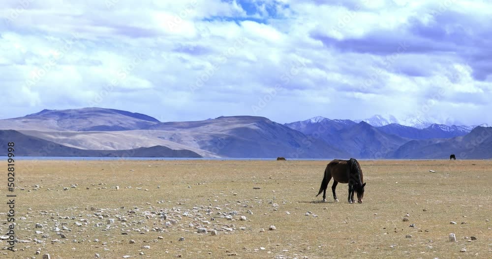 Panoramic landscape view of himalaya mountains around Tso Moriri lake and vast valley on dry highland plateau. Traveling to Ladakh, India