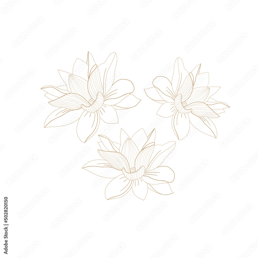 Fototapeta premium Floral background. Beautiful flowers.