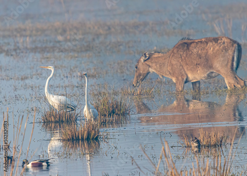 A Pair of Great Egret and a Neel Gai