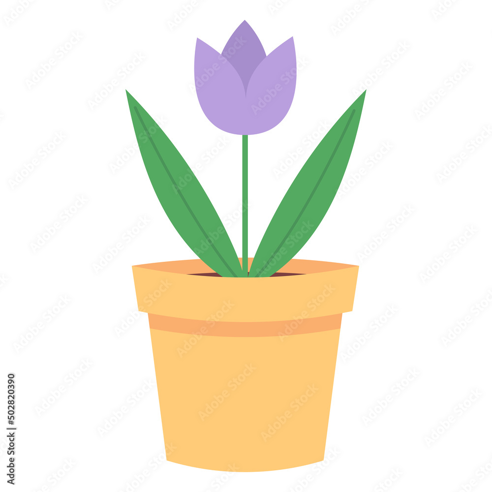 Flower in a yellow pot isolated on a white background. Purple tulip with leaves.