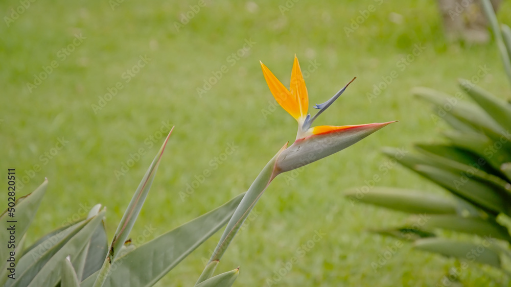 Bird of paradise flower -strelitzia reginae Bird of paradise flower -strelitzia reginae