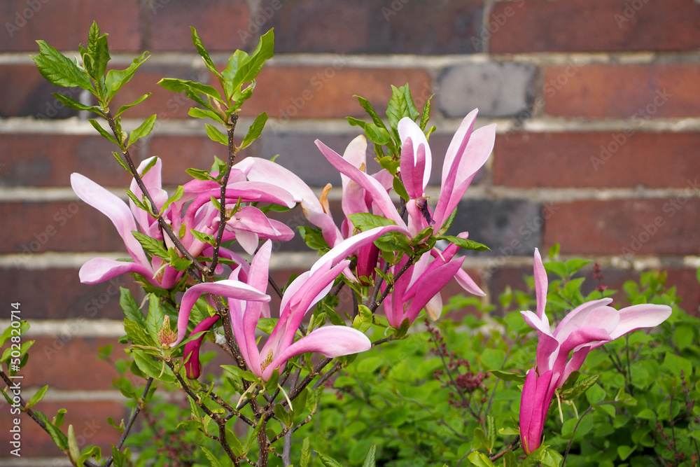 a young tree with pink magnolia buds growing on a frn brown brick wall on a sunny day, side view
