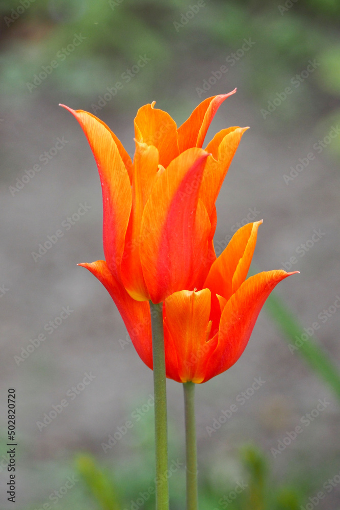 two dark orange tulips with three sharp petals on a green background of foliage.  Spring flowers in the garden. side view