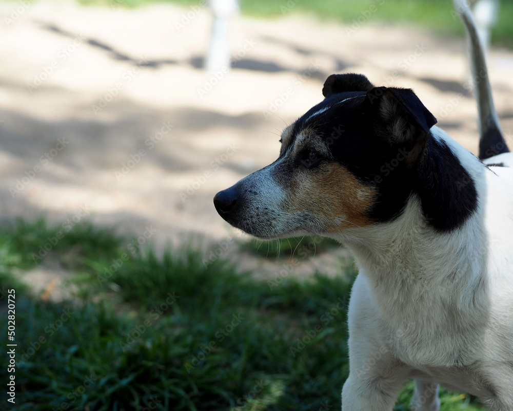 dog breed smooth-haired jack russell stands in the park. side view. terrier dog breed smooth-haired jack russell stands in the park. side view. terrier