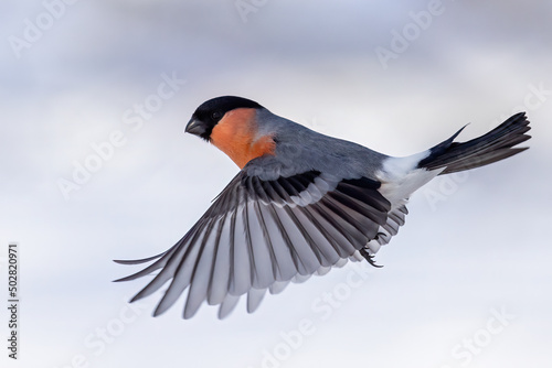 Fotografie Eurasian bullfinch