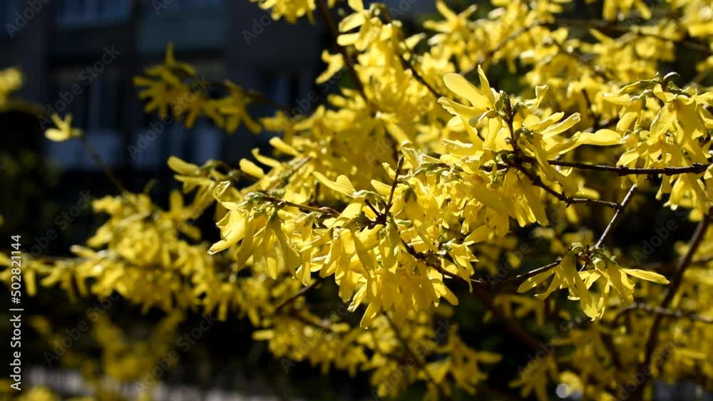Forsythia flowers close up swaying on the wind. Yellow botanic footage on street full of cars and people