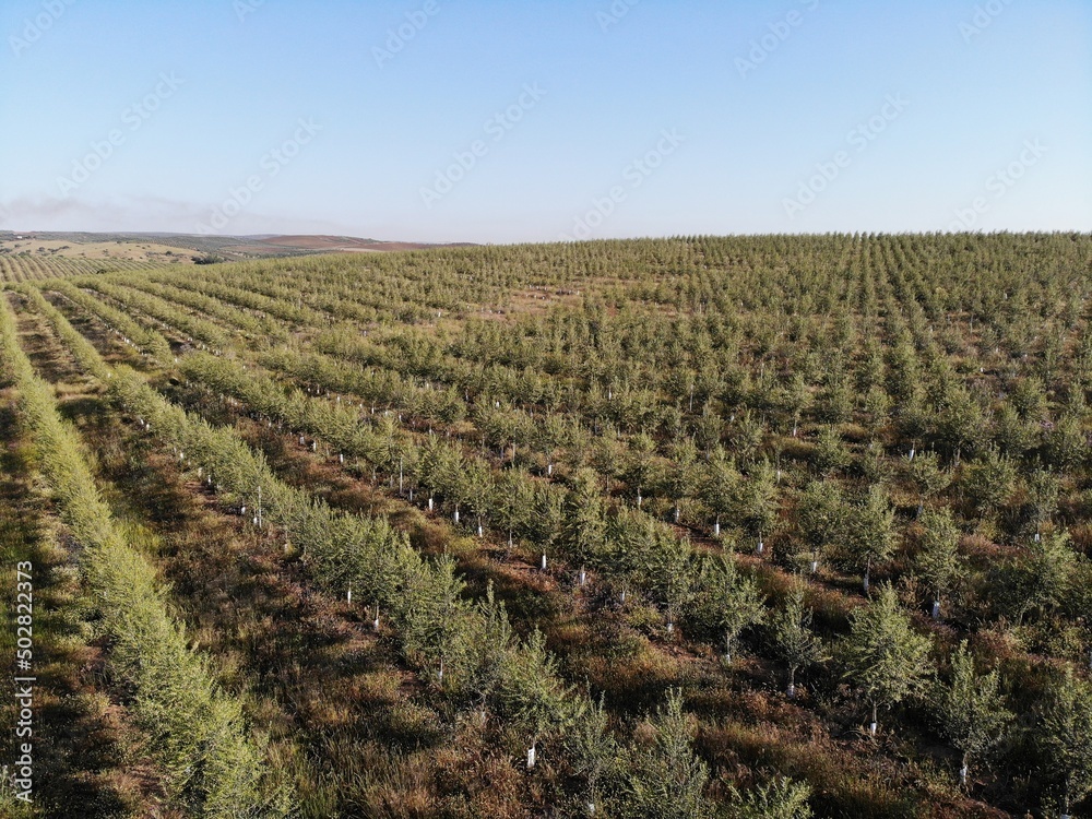 Line of Intensive olive trees plantation, young plants in Spain, ecological plantation, biodynamic agriculture. Aerial photo.