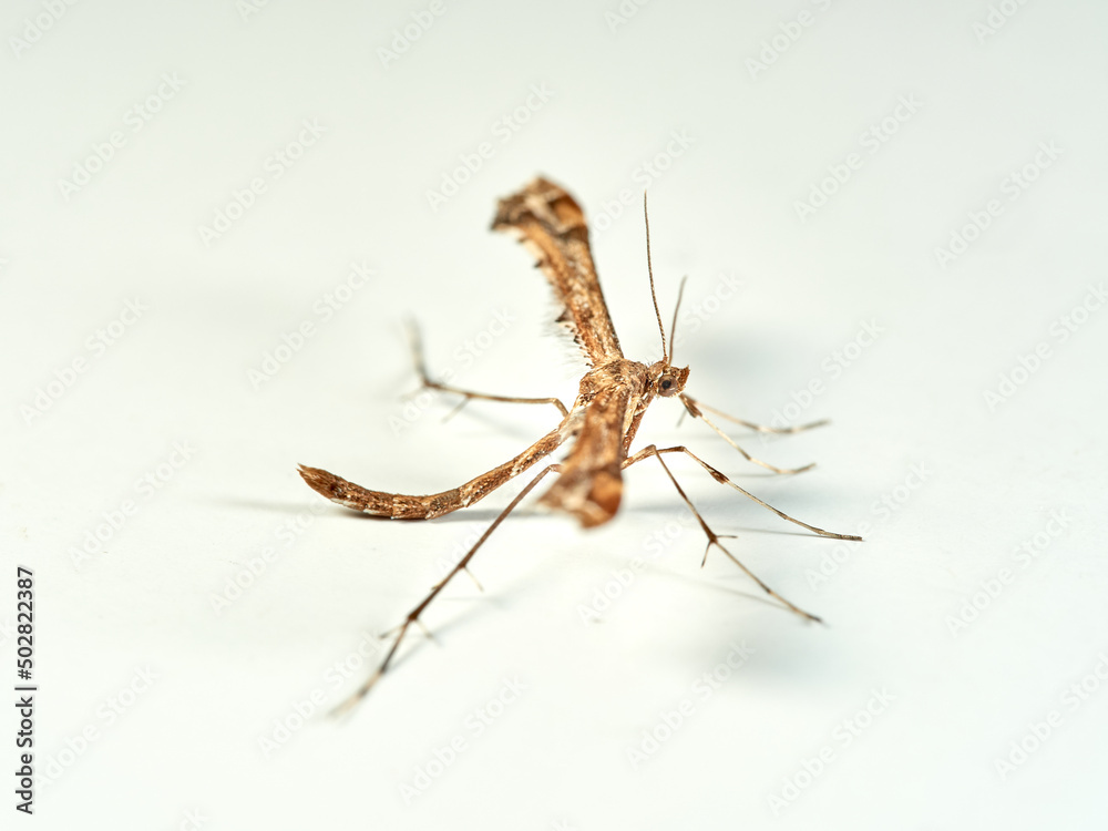 Plume moth on a white background. Pterophoridae Plume moth on a white background. Pterophoridae