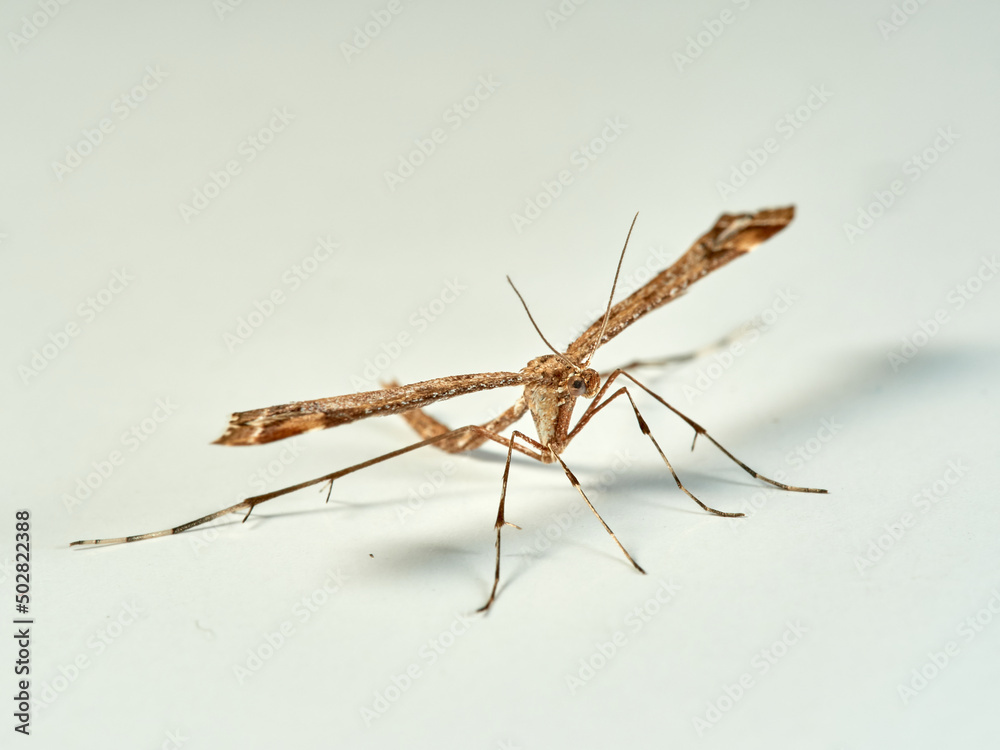 Plume moth on a white background. Pterophoridae Plume moth on a white background. Pterophoridae