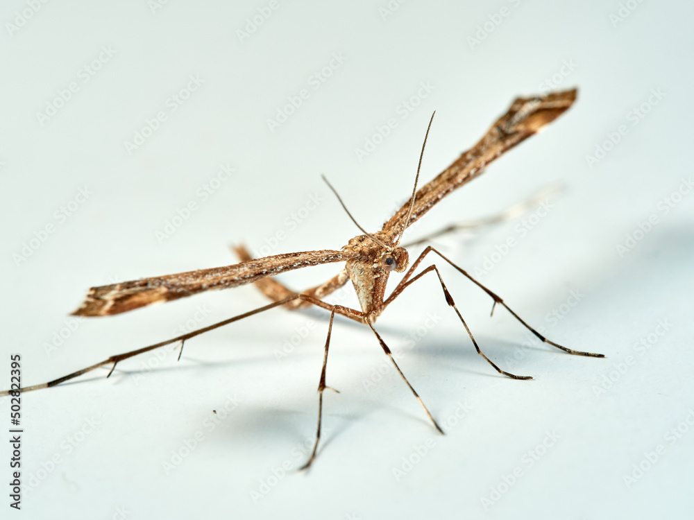 Plume moth on a white background. Pterophoridae Plume moth on a white background. Pterophoridae