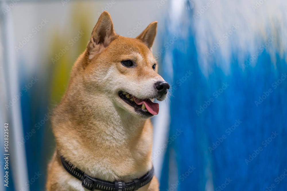 Japanese red dog. Shiba Inu dog with colorful flower. dog in a field of colorful meadow.