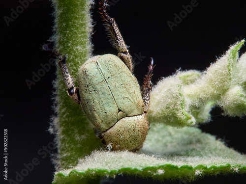 Monkey beetle on a flower. Genus hoplia.     photo