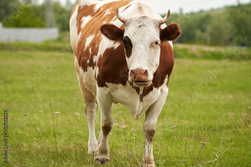 A red-and-white mottled cow on a green pasture on the outskirts of the village. Close-up.