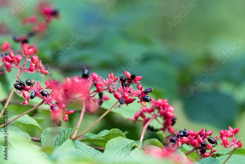 Japanese viburnum Pink Beauty - Viburnum plicatum Pink Beauty. Small red and black berries in clusters ripening in clusters.