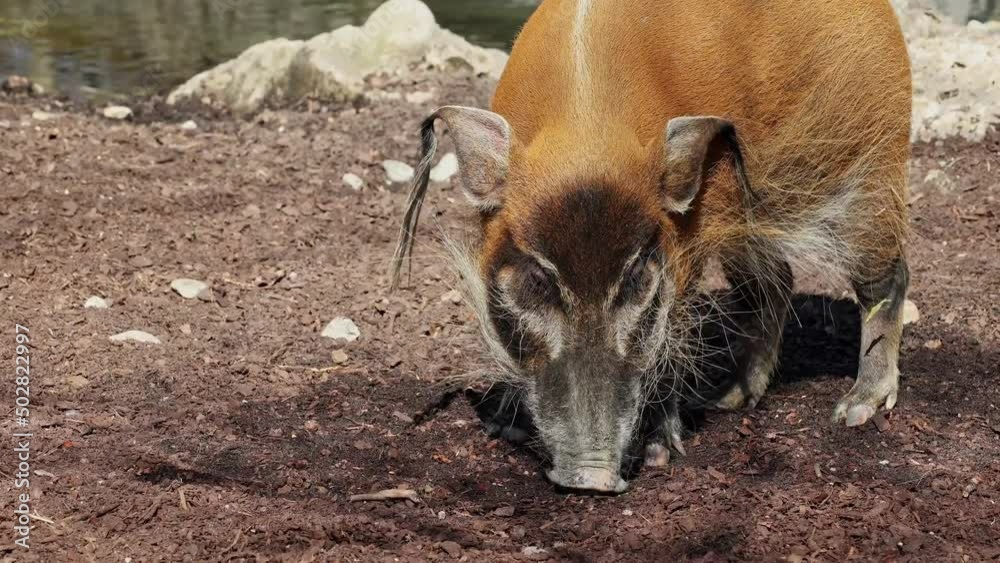 Red river hog, Potamochoerus porcus, also known as the bush pig. This pig has an acute sense of smell to locate food underground. Red river hog, Potamochoerus porcus, also known as the bush pig. This pig has an acute sense of smell to locate food underground.