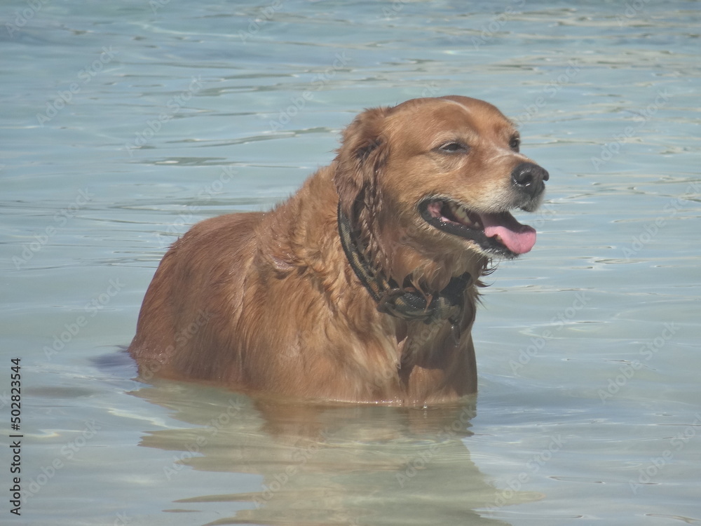 Un beau chien brun debout dans l'eau