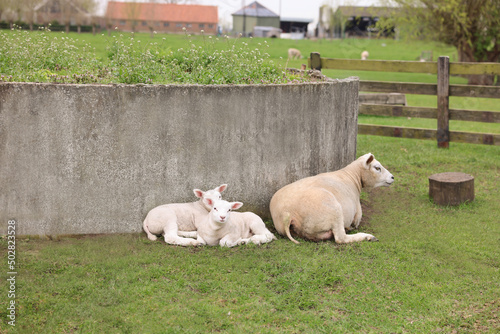 Cute funny sheep resting outdoors on spring day