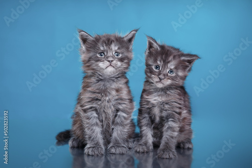 Fototapeta Naklejka Na Ścianę i Meble -  Maine Coon Kitten on a blue background. cat portrait in photo studio