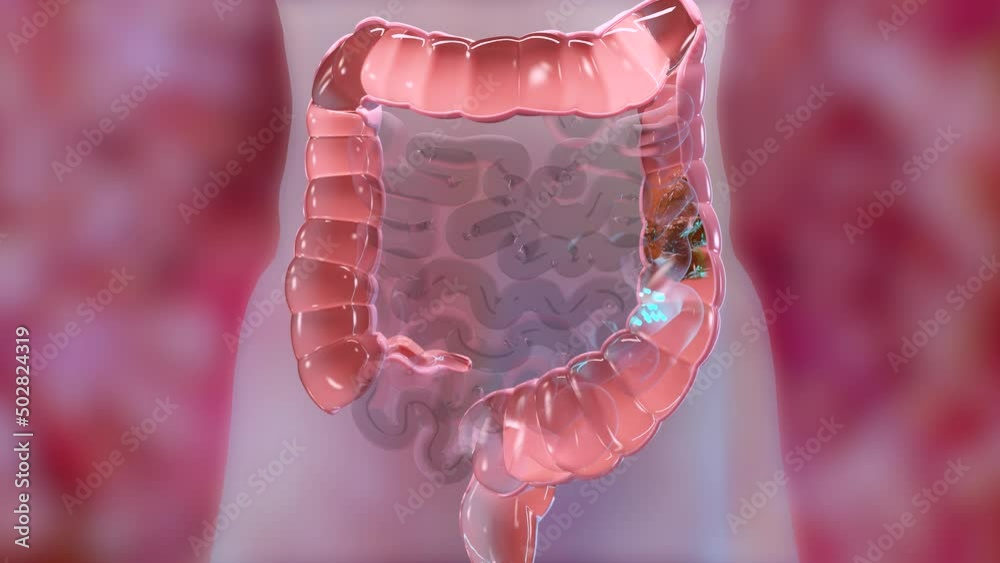 Anatomy of the human digestive system, concept of the intestine, alpha channel, laxative, traitement of constipation, 3d render