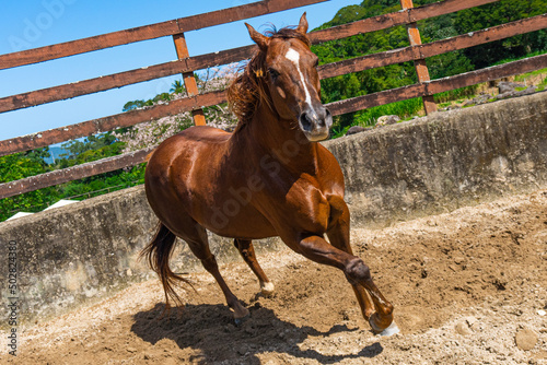 Cute brown horse running free and healthy