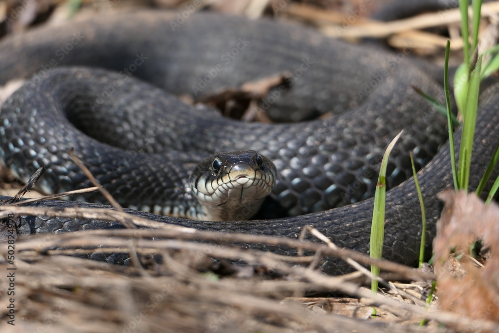 Obraz premium A snake, a large snake in the spring forest, in dry grass in its natural habitat, basking in the sun.