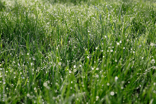 Beautiful bright green grass covered with morning dew