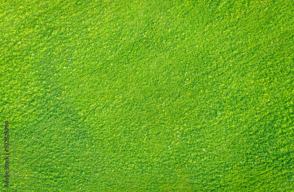 Abstract natural texture. Light green grass in a meadow, drone view from directly above