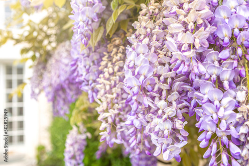 Close-up of a wisteria climbing plant growing at a wall photo