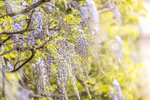 Close-up of a wisteria climbing plant growing at a wall photo