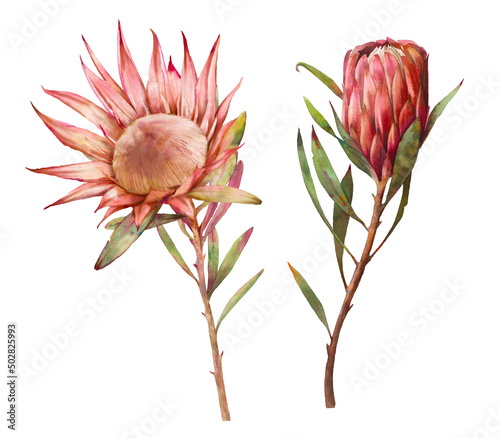 Watercolor protea flowers. Set of hand painted exotic natural elements isolated on white background. Botanical clip art