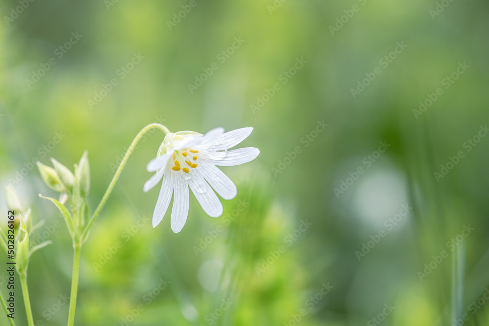 stellaria holostea little white flower in the grass