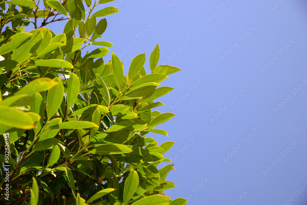 Closeup view of bay laurel shrub against blue sky
