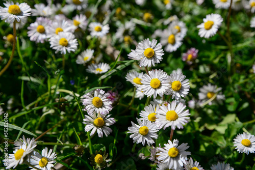 Beautiful chamomile flowers growing on sunny day  closeup