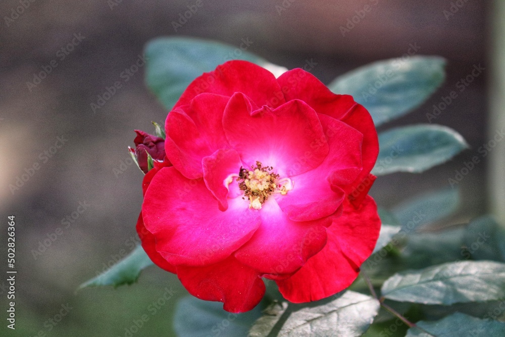 Garden Roses from Southern Brazil.	