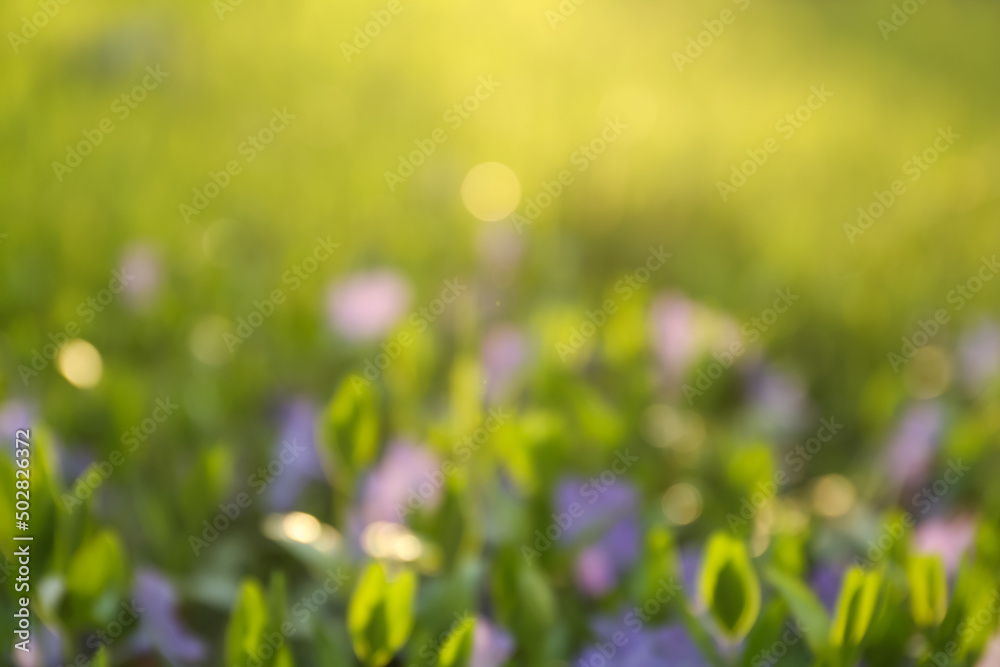 Blurred view of beautiful periwinkle flowers in garden
