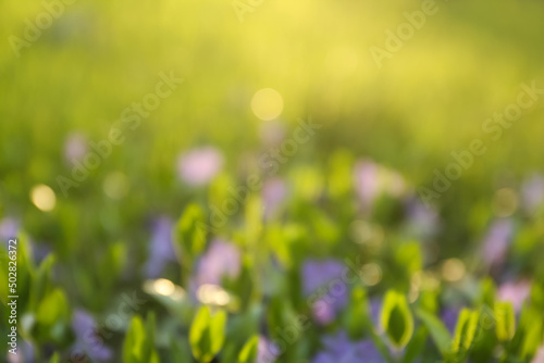 Blurred view of beautiful periwinkle flowers in garden © New Africa
