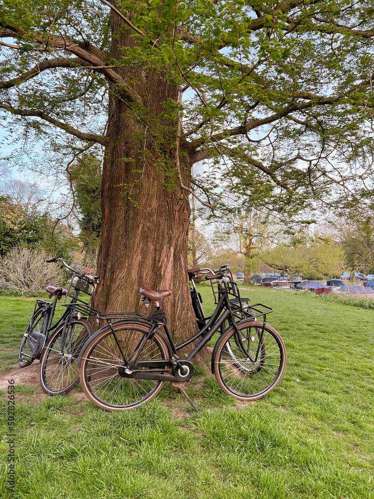 Many bicycles near tree in green park Many bicycles near tree in green park