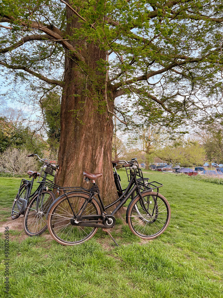 Many bicycles near tree in green park