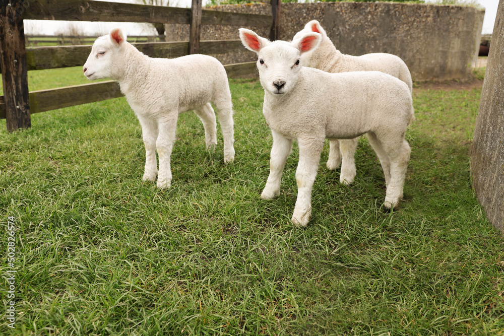 Cute lambs near wooden fence on green field Cute lambs near wooden fence on green field