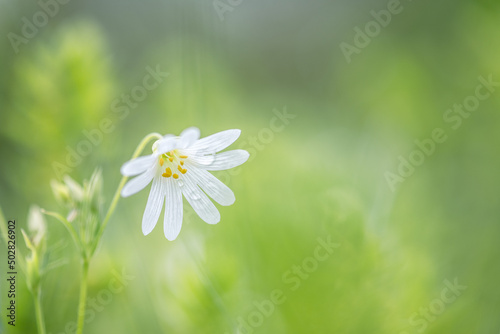 stellaria holostea little white flower in the grass in rainy weather photo