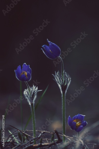 Pulsatilla patens, eastern pasqueflower, spreading anemone. Purple-blue luminous flowers of Pulsatilla patens in springtime outdoors against the backdrop of a dark forest. Vertical.