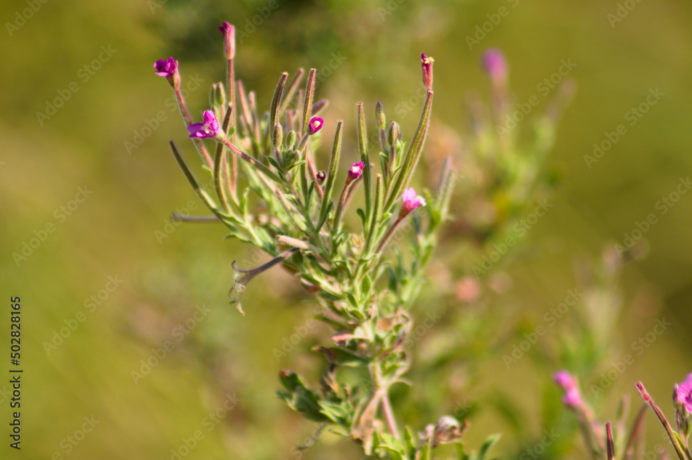Closeup of magenta hairy willowherb flowers with selective focus on foreground Closeup of magenta hairy willowherb flowers with selective focus on foreground