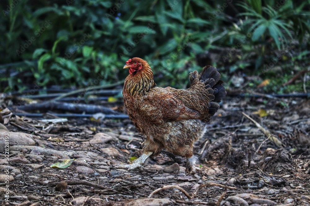 Birds roaming freely on the side of a dirt road. Birds roaming freely on the side of a dirt road.
