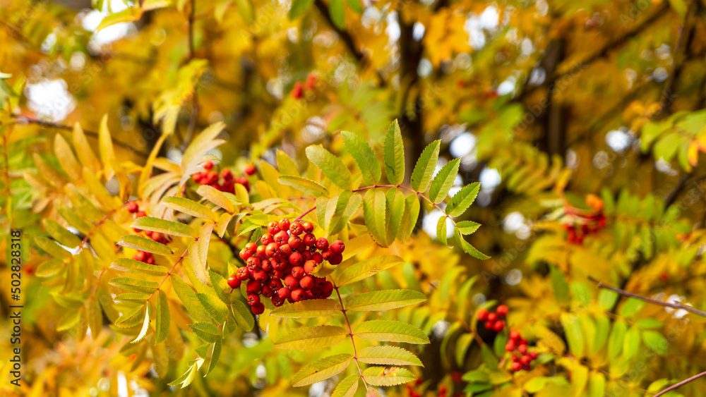 Ripe bunches of rowanberry or mountain ash on tree branches of rowan with green and yellow leaves in autumn time. The concept of the seasons Ripe bunches of rowanberry or mountain ash on tree branches of rowan with green and yellow leaves in autumn time. The concept of the seasons