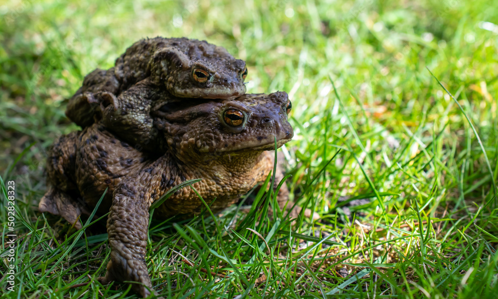 mating toads in spring, a pair of male and female toads on the grass mating toads in spring, a pair of male and female toads on the grass