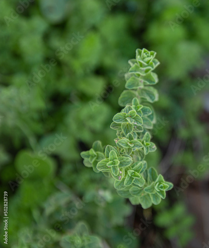 Wild Oregano growing in mountain. Green herb Oregano plant. Copy space for text. 