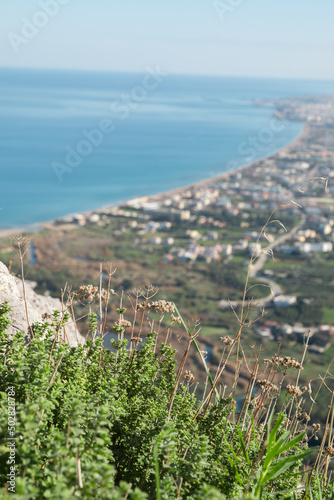 Wild Oregano growing in mountain. Green herb Oregano plant on sea background. Copy space for text. 