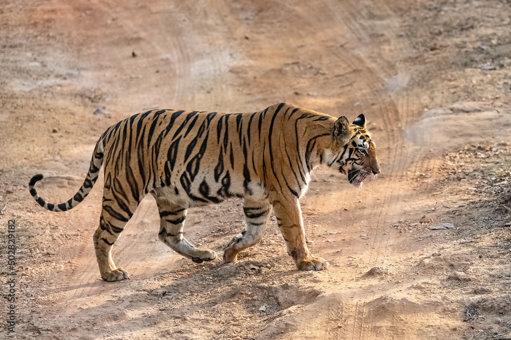 A tiger walking in the forest in India, Madhya Pradesh
