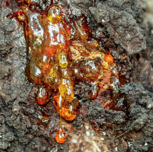 A large colorful resin on an apricot tree in a private orchard